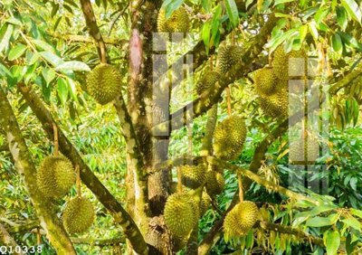 File in trần File gốc in tranh tổng hợp Q10338 (file gốc) chủ đề vũ trụ