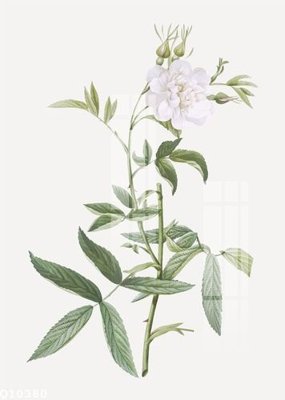 File in ấn chuyên nghiệp File gốc in tranh tổng hợp Q10380 (file gốc)