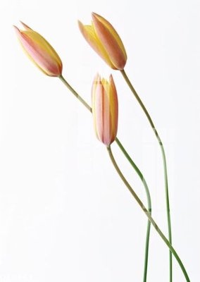 Mua file gốc File gốc in tranh tổng hợp Q10461 (chất lượng) tại Filetranh.com