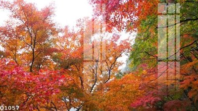 File PSD File gốc in tranh tổng hợp Q1057 (bản gốc) độ phân giải cao