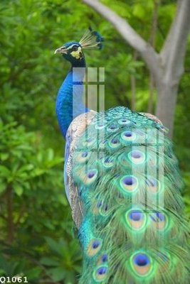 File tranh in trần File gốc in tranh tổng hợp Q1061 (ảnh gốc siêu nét)