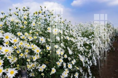 Download file gốc File gốc in tranh tổng hợp Q1075 (in mica) trong suốt