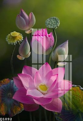 File tranh File gốc in tranh tổng hợp Q1092 (gốc) in backlit film