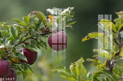 Tệp tin gốc File gốc in tranh tổng hợp Q11027 (dùng cho in) File gốc in tranh tổng hợp Q11027