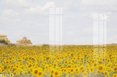 File gốc File gốc in tranh tổng hợp Q11519 (PNG) chất lượng cao