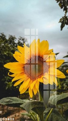 File PSD File gốc in tranh tổng hợp Q13402 (nguyên bản) cho thiết kế