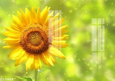 File in trần File gốc in tranh tổng hợp Q13488 (bản gốc) mây trời