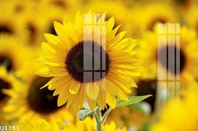 File in trần File gốc in tranh tổng hợp Q1351 (file gốc) xuyên sáng