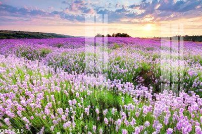 File in trần File gốc in tranh tổng hợp Q15519 (bản gốc) hoa văn