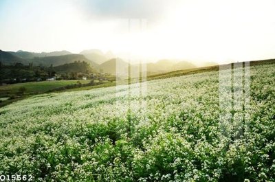 File gốc File gốc in tranh tổng hợp Q15562 (ảnh rõ nét) để in