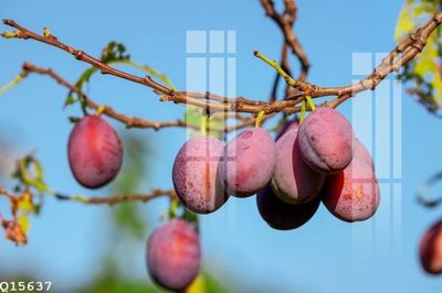 File ảnh File gốc in tranh tổng hợp Q15637 (gốc) in backdrop sự kiện