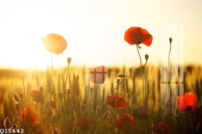 File gốc File gốc in tranh tổng hợp Q15642 (in mica) làm bảng hiệu