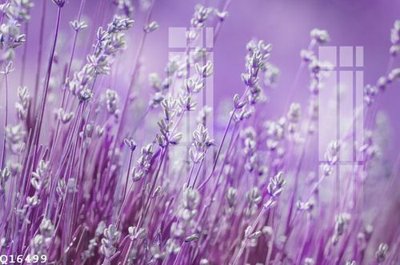 File gốc File gốc in tranh tổng hợp Q16499 (in mica) cắt laser