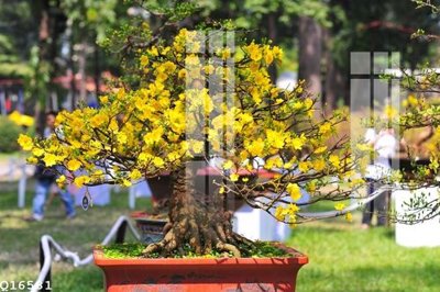 File gốc File gốc in tranh tổng hợp Q16581 (in lụa) tranh mã đáo