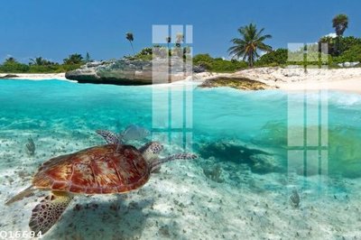 Tải file File gốc in tranh tổng hợp Q16694 (gốc) chủ đề hoa sen