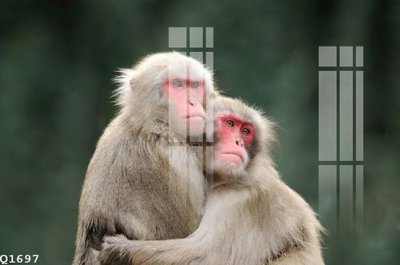 File PSD File gốc in tranh tổng hợp Q1697 (bản gốc) độ phân giải cao