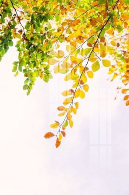 Hình ảnh file gốc in lụa File gốc in tranh tổng hợp Q18799