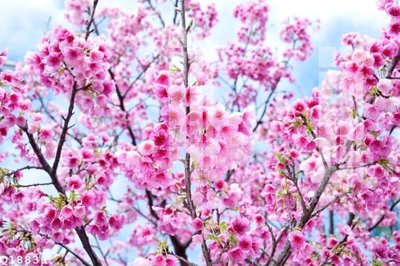 File tranh File gốc in tranh tổng hợp Q18838 (ảnh gốc) cho in ấn kỹ thuật số