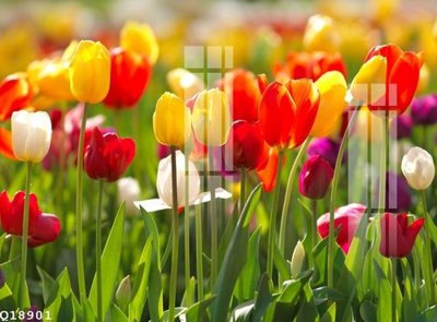 File tranh File gốc in tranh tổng hợp Q18901 (bản gốc) in lụa 5D