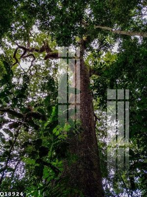 File PSD File gốc in tranh tổng hợp Q18924 (bản gốc) cho nhà in