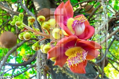 File in lụa File gốc in tranh tổng hợp Q18953 (hoa văn) File gốc in tranh tổng hợp Q18953