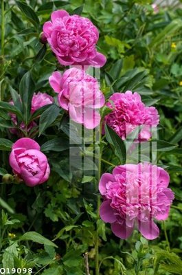 File ảnh File gốc in tranh tổng hợp Q19098 (gốc) in decal dán tường