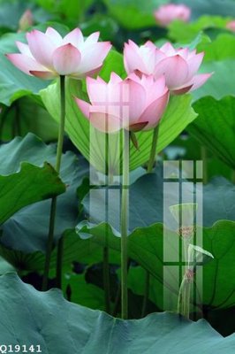 File ảnh File gốc in tranh tổng hợp Q19141 (gốc) in PP, decal