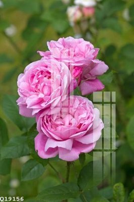 File gốc in ấn File gốc in tranh tổng hợp Q19156 (sẵn sàng tải về)