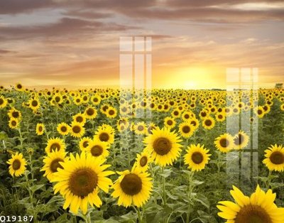 File gốc File gốc in tranh tổng hợp Q19187 (in ấn) màu sắc trung thực