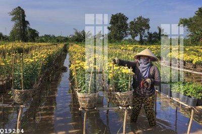 File in trần File gốc in tranh tổng hợp Q19204 (bản gốc) phong cảnh