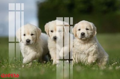 File gốc File gốc in tranh tổng hợp Q19536 (chuẩn màu) cho in offset