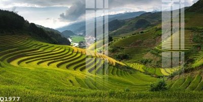 File tranh File gốc in tranh tổng hợp Q1977 (gốc) chủ đề tĩnh vật