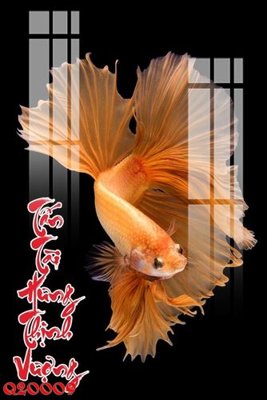 File gốc in tráng gương File gốc in tranh tổng hợp Q20009 chi tiết