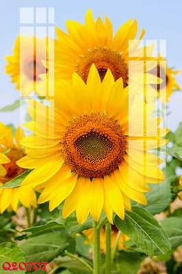 Tải file File gốc in tranh tổng hợp Q20707 (gốc) làm file in ấn