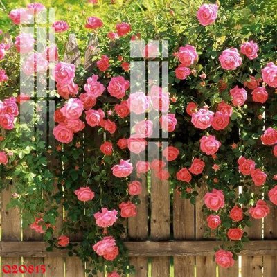 File gốc File gốc in tranh tổng hợp Q20815 (trang trí) phòng trẻ em