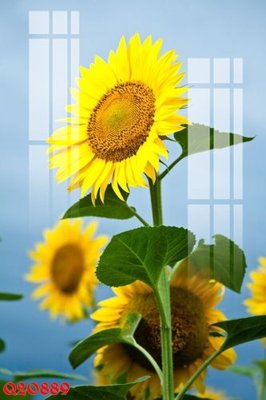 File in trần File gốc in tranh tổng hợp Q20889 (bản gốc) phong cảnh