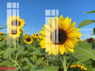 File tranh gốc File gốc in tranh tổng hợp Q22763 (bản quyền) Filetranh.com