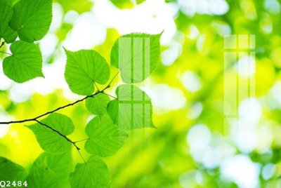 File ảnh File gốc in tranh tổng hợp Q2484 (gốc) in Hiflex