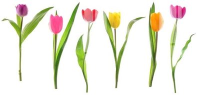 File tranh File gốc in tranh tổng hợp Q2520 (gốc) in vải canvas