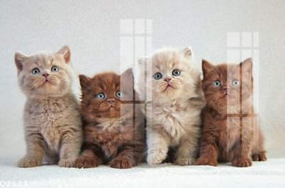 Hình ảnh file gốc in trần nhà File gốc in tranh tổng hợp Q2633