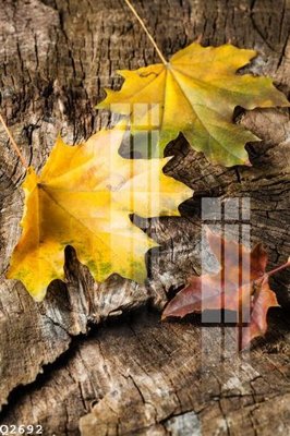 Download file gốc File gốc in tranh tổng hợp Q2692 (in lụa) hoa lá