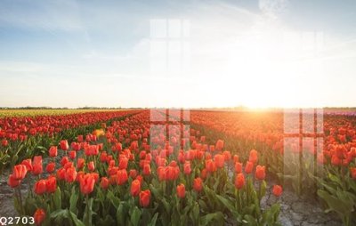 Tải file File gốc in tranh tổng hợp Q2703 (gốc) làm tranh treo tường