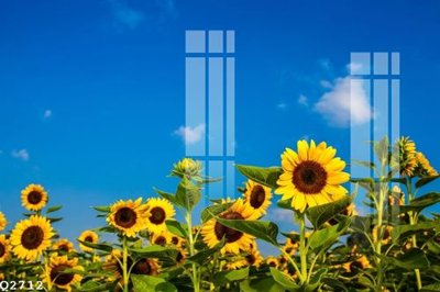 File tranh File gốc in tranh tổng hợp Q2712 (ảnh gốc) in trần xuyên sáng