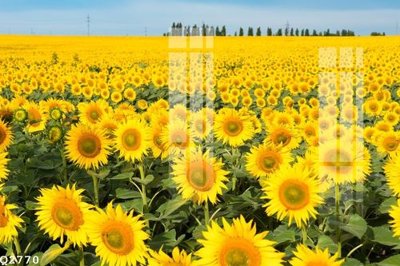 File gốc File gốc in tranh tổng hợp Q2770 (in 3D) nghệ thuật