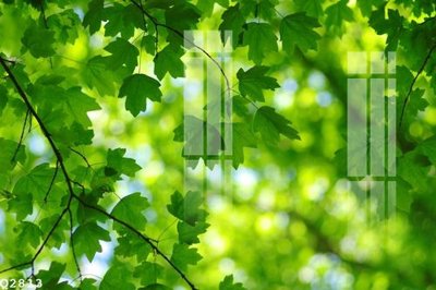 File tranh quảng cáo File gốc in tranh tổng hợp Q2813 (file gốc) chuyên nghiệp