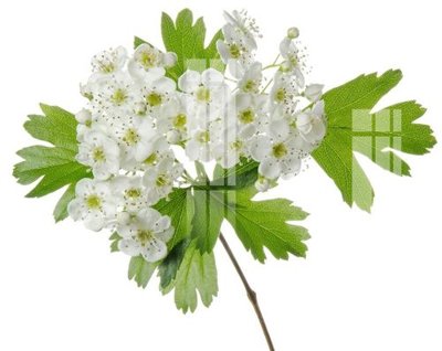 File gốc File gốc in tranh tổng hợp Q2892 (in mica) làm bảng hiệu