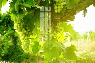 Tải file File gốc in tranh tổng hợp Q2921 (gốc) in tranh tráng gương