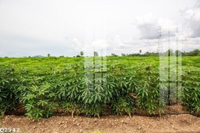 File tranh in trần File gốc in tranh tổng hợp Q2942 (ảnh gốc siêu nét)