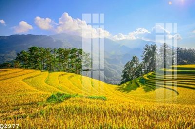 Chi tiết file ảnh File gốc in tranh tổng hợp Q2977 sắc nét