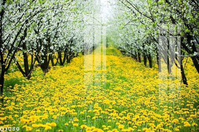 File tranh File gốc in tranh tổng hợp Q3080 (bản gốc) in lụa dán tường